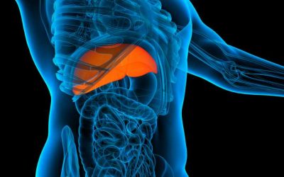 Can Fatty Liver Regenerate?