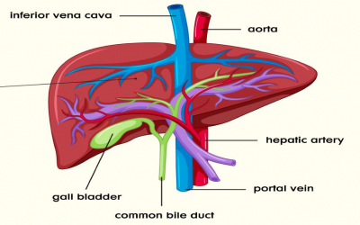 Liver & Its Functions