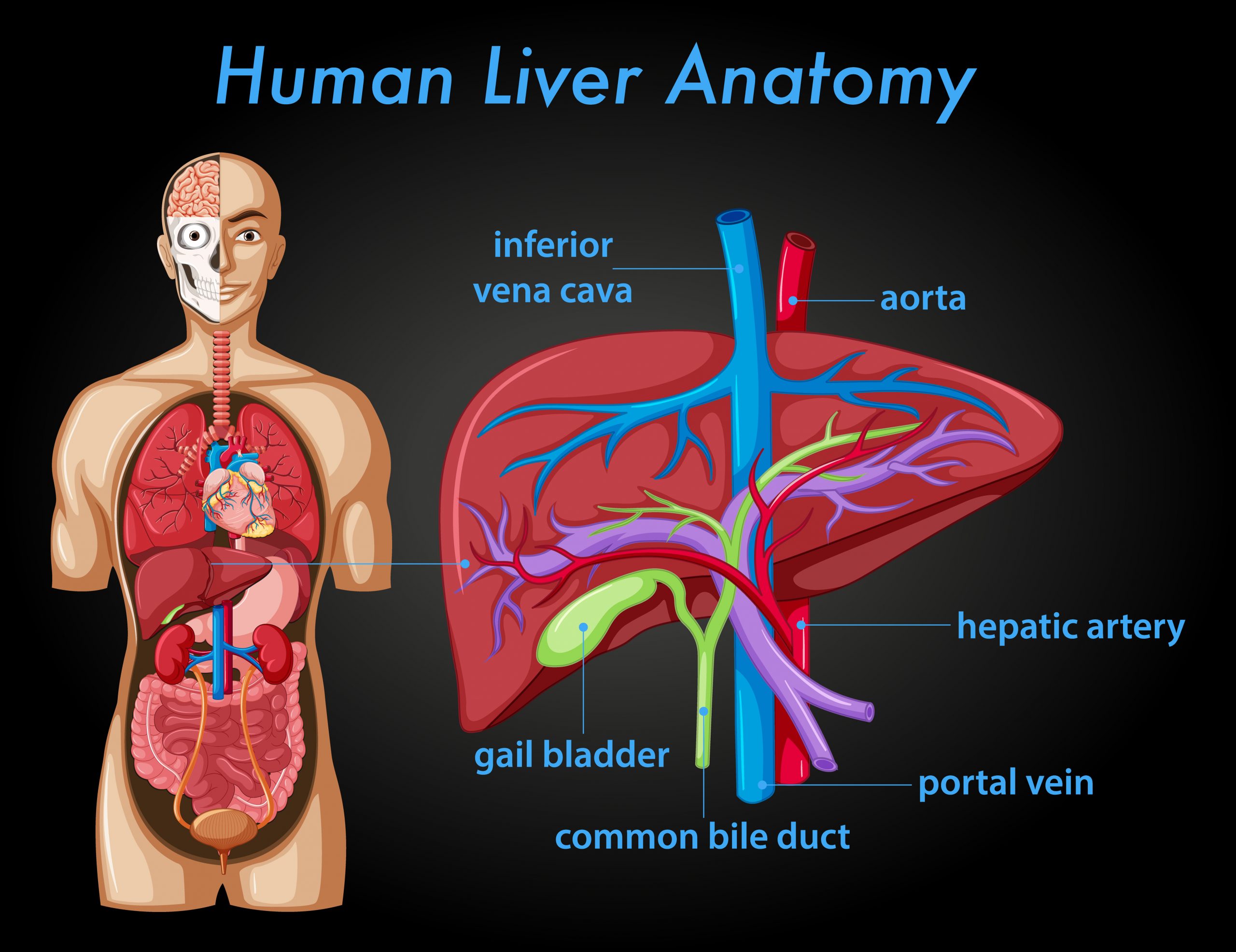 Diagram Of Liver Liver Location Functions Anatomy Pic - vrogue.co