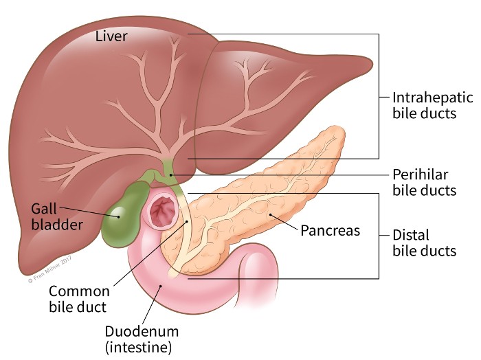 bile duct