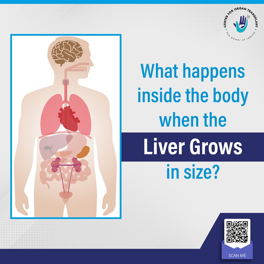 What happens inside the body when the liver grows in size?