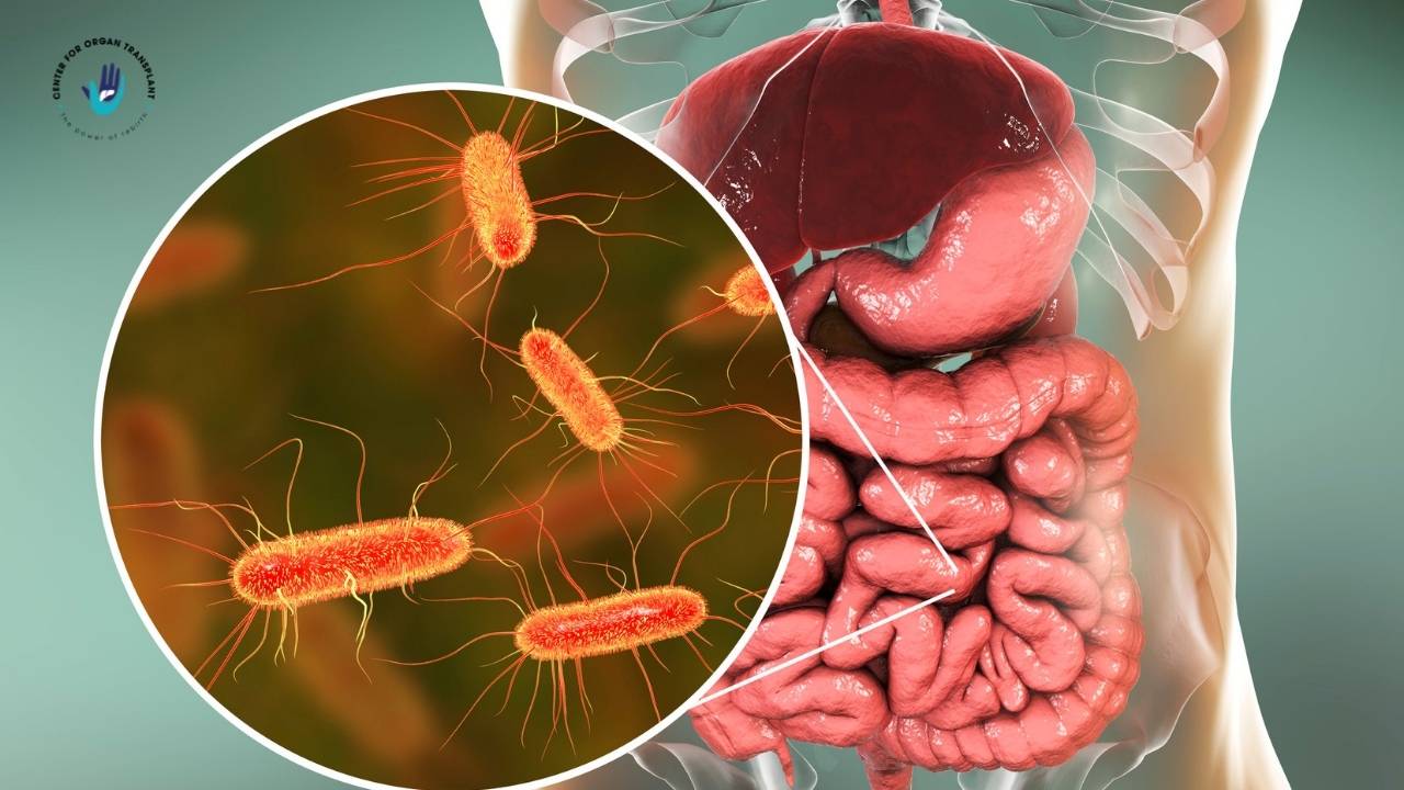 Illustration of a human gut with a highlighted circle zooming into gut microbiome bacteria.